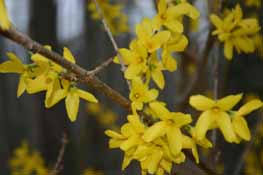 Branch of a Forsythia bush in bloom