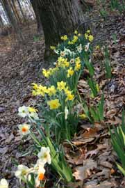 Line of Daffidils 