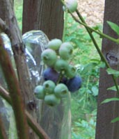 Blueberry plant