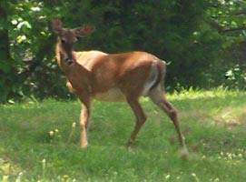 A deer on a neighbors lawn