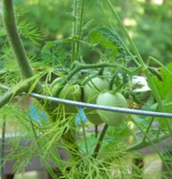 Roma Tomatoes in container garden