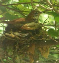 Bird sitting on nest