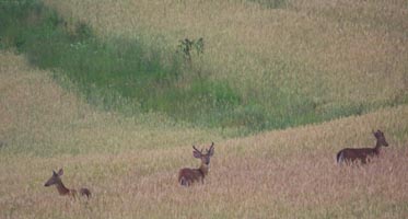 Deer in a field