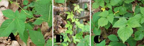 Three samples of possible poison ivy plants