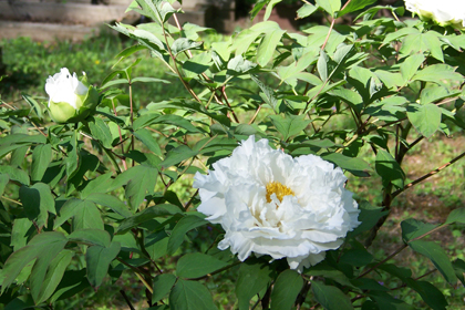 Our Peony Tree with white blossoms