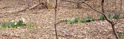 Photo of the tulips and daffodils in the woods.